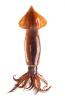 동네 중국집 짬뽕 재료중 보기 힘든거