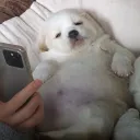 넵튠 눈나 못올리는거지? ㅜㅜ