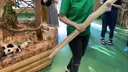 인간이 다리를 놓자 우르르 이동하는 기니피그들.mp4