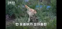 난리난 SBS의 논란의 길고양이 영상