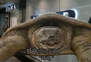 여우타기야 이제 그만