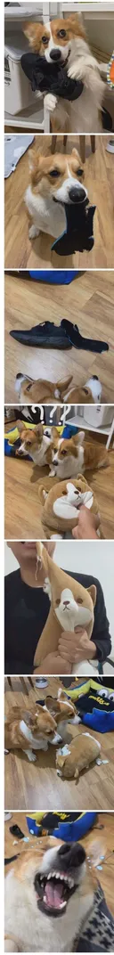 반려견 역지사지