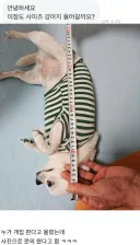 안녕하세요 개집 살려고 하는데요