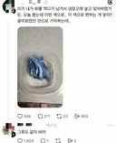 스레드 냉장고에서 발견된 푸른 회