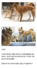비슷하게 생겼지만 진돗개랑 상성이 안 좋다는 견종