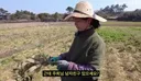 공개구혼 하는 제주도 농부.mp4