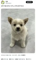 강아지 이름 모라고 짓지,,, 이케 생겻거든요.twt