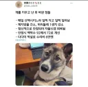 개를 키우고 난 후 바뀐 점들.jpg