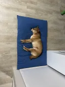 우리집 시바견