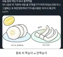 참외 씨 먹는다 VS 안 먹는다