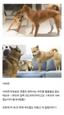진돗개 입장에서 보면 개폐급인 견종