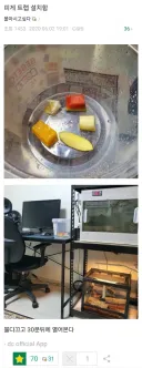 사라져 버린 도마뱀