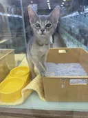 아비시니안(블루) 아깽이 사진