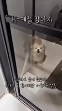 누가봐도 자다온 예절바른 강아지.gif