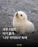생후 5일된 아기 물개