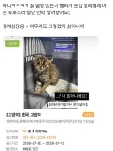 고양이로 착각당해 보호소에 들어온 삵 근황.JPG
