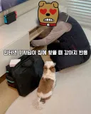 인터넷 기사님이 집에 왔을 때 강아지 반응