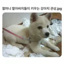 할머니할아버지들이 키우는 댕댕이 관상