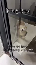 누가 봐도 자다가 마중나온 강아지