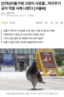 드디어 비둘기 먹이금지 위반 첫 적발 사례, 그런데 어째 좀..?