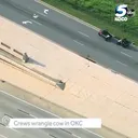 美 오클라호마] 소 한마리가 고속도로에 오르자 사람들이 '카우보이'를 부름.mp4