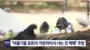 비둘기를 닮은 배팅의 민족 한국인