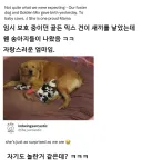 임시 보호 중이던 개가 새끼를 낳았다.