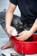 빨간 다라이 파란 다라이에 있는 고양이