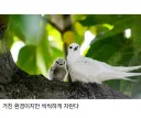 태어난김에 대충 사는 새