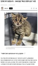 [단독] 아기 삵입니다… SNS 달군 ‘화성 고양이 공고’ 사연