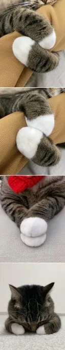 우리집 고양이 보고 자러 가