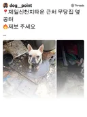 프렌치불독 아이는 이미 잔인하게 도살당한 채, 세 명의 노인에게 잔인하게 잡아먹힌 후였습니다…