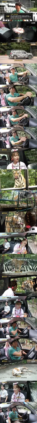 호랑이를 두번 밖에 못 만지는 이유
