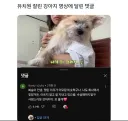 유치원 잘린 강아지 영상에 달린 댓글.