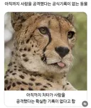 한 번도 인간을 공격하지 않은 동물