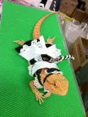 아르고니안 메이드 실사