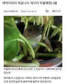 애착이파리 박살나서 우울해진 개구리