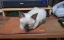 너무나도 작고 소중했던 나의 아기 고양이