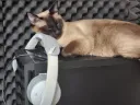 고양이, 헤드셋, 컴퓨터의 조합은 어떤가요?