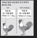 브라질 닭이 사기인 이유