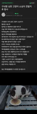혐주의)_길고양이가 구내염이 심해 전발치 후 방사해버린 캣맘