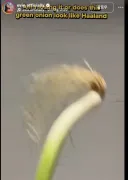 ?? : 홀란드 사람같이 안생김