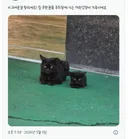 집 주변 원룸 주차장에 사는 까만꼬양이 가족
