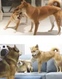 의외로 진돗개와 역상성인 견종