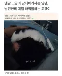 고양이 갖다버리자는 남편한테 하악질하는 고양이