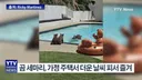 가정집 수영장에 피서 온 곰세마리 가족