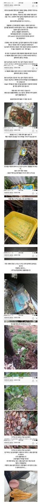 대전 살묘남