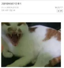 고양이에게 엉덩이 대고 방구 낀 후기 . JPG