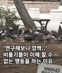 이해할 수 없는 비둘기의 행동...연구해보니'깜짝'