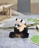 아직 중국 보내기엔 너무 조그마한 후이바오.. 🐼💖